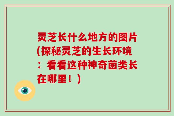 灵芝长什么地方的图片(探秘灵芝的生长环境:看看这种神奇菌类长在哪里!)-第1张图片-灵芝大师 灵芝长什么地方的图片(探秘灵芝的生长环境:看看这种神奇菌类长在哪里!)-第1张图片-灵芝大师