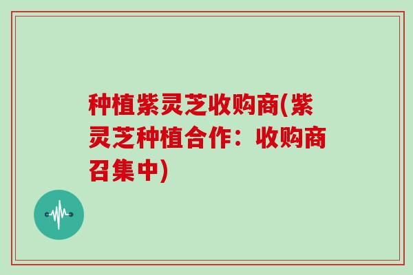 种植紫灵芝收购商(紫灵芝种植合作：收购商召集中)