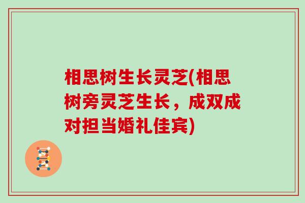 相思树生长灵芝(相思树旁灵芝生长，成双成对担当婚礼佳宾)