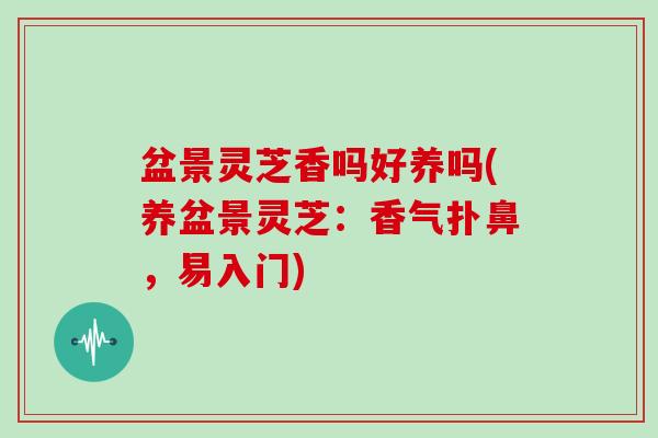 盆景灵芝香吗好养吗(养盆景灵芝：香气扑鼻，易入门)
