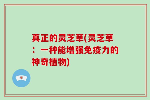 真正的灵芝草(灵芝草：一种能增强免疫力的神奇植物)