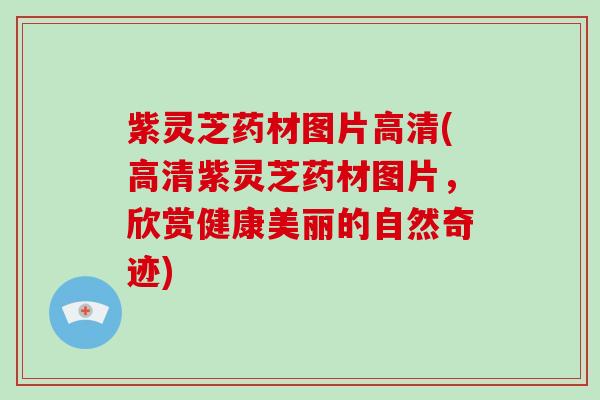 紫灵芝药材图片高清(高清紫灵芝药材图片，欣赏健康美丽的自然奇迹)