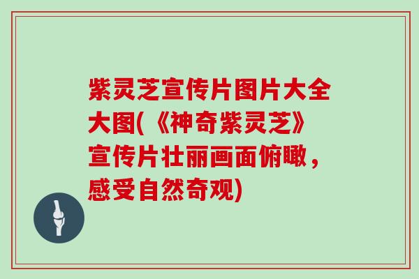 紫灵芝宣传片图片大全大图(《神奇紫灵芝》宣传片壮丽画面俯瞰，感受自然奇观)-第1张图片-灵芝大师