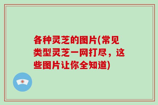 各种灵芝的图片(常见类型灵芝一网打尽，这些图片让你全知道)