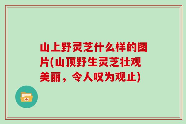 山上野灵芝什么样的图片(山顶野生灵芝壮观美丽，令人叹为观止)