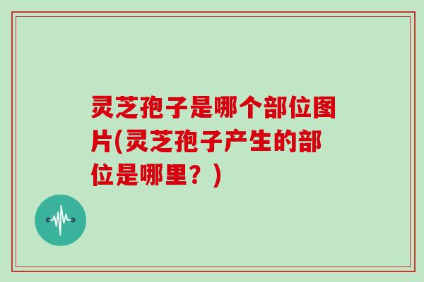 灵芝孢子是哪个部位图片(灵芝孢子产生的部位是哪里？)