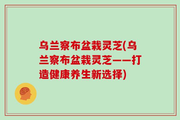 乌兰察布盆栽灵芝(乌兰察布盆栽灵芝——打造健康养生新选择)