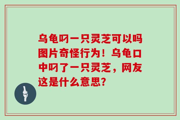 乌龟叼一只灵芝可以吗图片奇怪行为！乌龟口中叼了一只灵芝，网友这是什么意思？