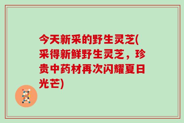 今天新采的野生灵芝(采得新鲜野生灵芝，珍贵中药材再次闪耀夏日光芒)-第1张图片-灵芝大师