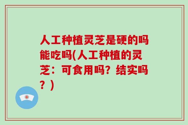 人工种植灵芝是硬的吗能吃吗(人工种植的灵芝：可食用吗？结实吗？)