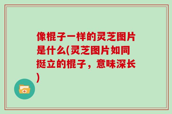 像棍子一样的灵芝图片是什么(灵芝图片如同挺立的棍子，意味深长)