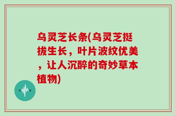 乌灵芝长条(乌灵芝挺拔生长,叶片波纹优美,让人沉醉的奇妙草本植物)-第1张图片-灵芝大师 乌灵芝长条(乌灵芝挺拔生长,叶片波纹优美,让人沉醉的奇妙草本植物)-第1张图片-灵芝大师