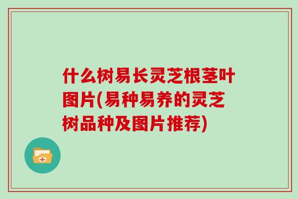 什么树易长灵芝根茎叶图片(易种易养的灵芝树品种及图片推荐)