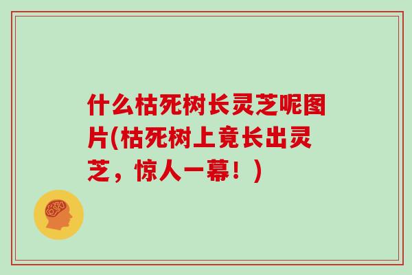 什么枯死树长灵芝呢图片(枯死树上竟长出灵芝，惊人一幕！)