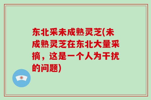 东北采未成熟灵芝(未成熟灵芝在东北大量采摘,这是一个人为干扰的问题)-第1张图片-灵芝大师 东北采未成熟灵芝(未成熟灵芝在东北大量采摘,这是一个人为干扰的问题)-第1张图片-灵芝大师