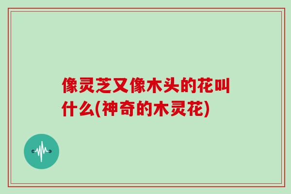 像灵芝又像木头的花叫什么(神奇的木灵花)