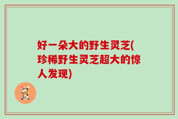 好一朵大的野生灵芝(珍稀野生灵芝超大的惊人发现)