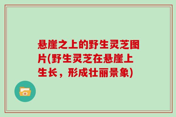 悬崖之上的野生灵芝图片(野生灵芝在悬崖上生长，形成壮丽景象)