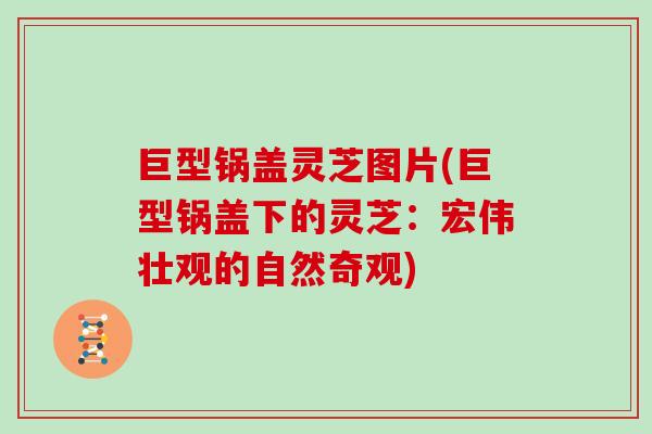 巨型锅盖灵芝图片(巨型锅盖下的灵芝：宏伟壮观的自然奇观)-第1张图片-灵芝大师