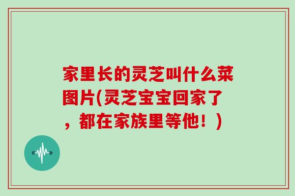 家里长的灵芝叫什么菜图片(灵芝宝宝回家了，都在家族里等他！)