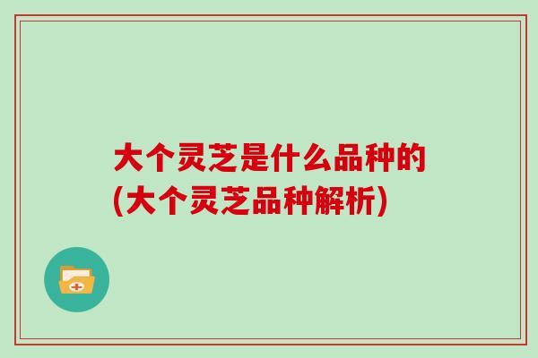 大个灵芝是什么品种的(大个灵芝品种解析)