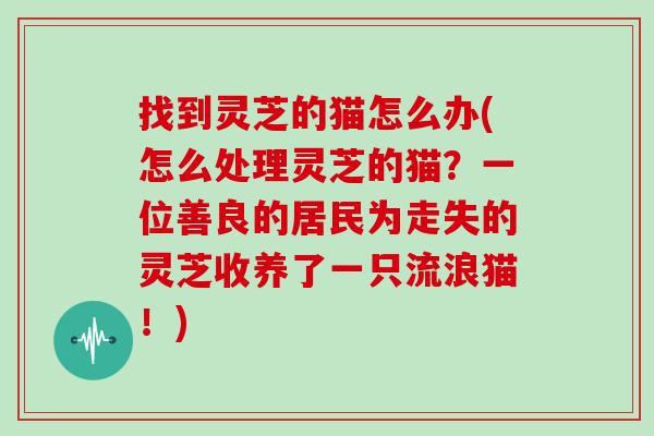 找到灵芝的猫怎么办(怎么处理灵芝的猫？一位善良的居民为走失的灵芝收养了一只流浪猫！)