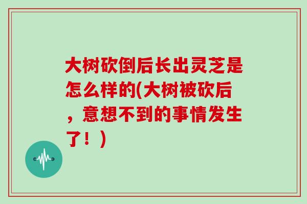 大树砍倒后长出灵芝是怎么样的(大树被砍后，意想不到的事情发生了！)