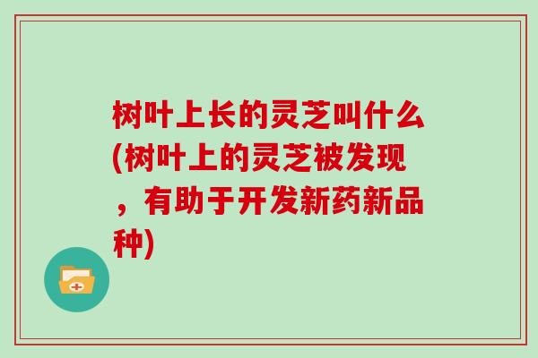 树叶上长的灵芝叫什么(树叶上的灵芝被发现，有助于开发新药新品种)