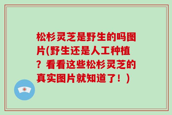 松杉灵芝是野生的吗图片(野生还是人工种植？看看这些松杉灵芝的真实图片就知道了！)