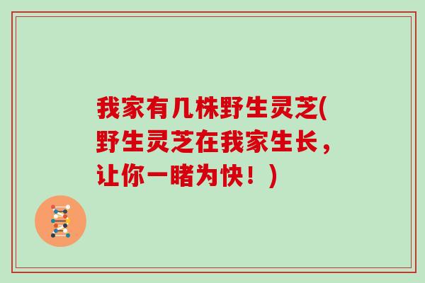 我家有几株野生灵芝(野生灵芝在我家生长，让你一睹为快！)