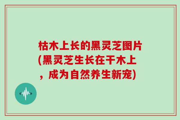 枯木上长的黑灵芝图片(黑灵芝生长在干木上，成为自然养生新宠)