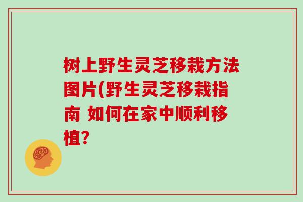树上野生灵芝移栽方法图片(野生灵芝移栽指南 如何在家中顺利移植？