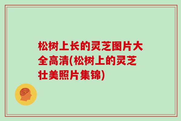 松树上长的灵芝图片大全高清(松树上的灵芝壮美照片集锦)
