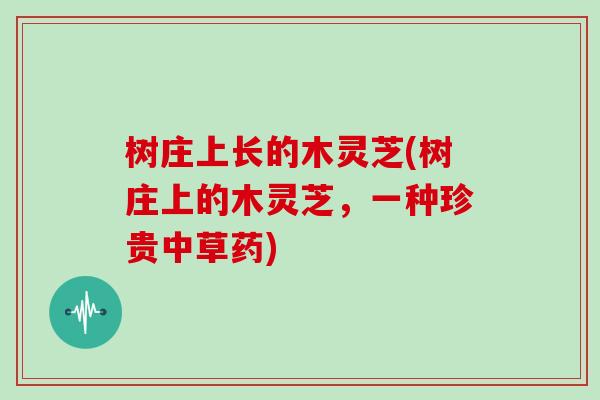树庄上长的木灵芝(树庄上的木灵芝，一种珍贵中草药)