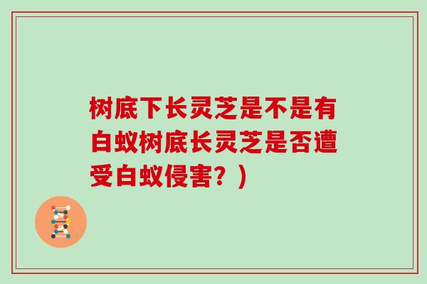 树底下长灵芝是不是有白蚁树底长灵芝是否遭受白蚁侵害？)