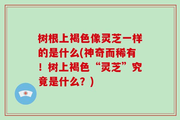 树根上褐色像灵芝一样的是什么(神奇而稀有！树上褐色“灵芝”究竟是什么？)