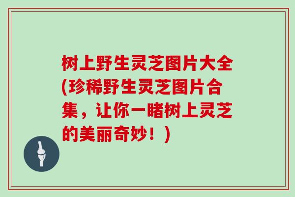 树上野生灵芝图片大全(珍稀野生灵芝图片合集，让你一睹树上灵芝的美丽奇妙！)