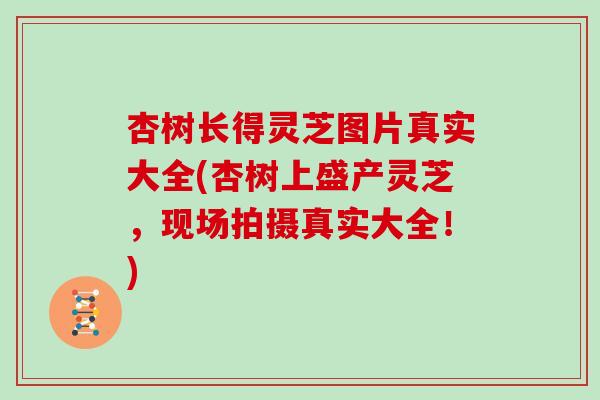 杏树长得灵芝图片真实大全(杏树上盛产灵芝，现场拍摄真实大全！)