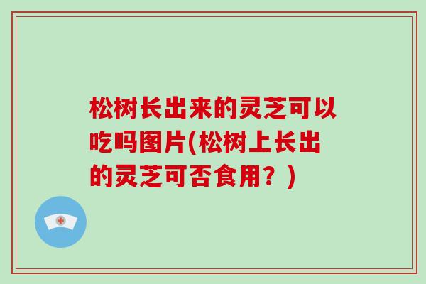 松树长出来的灵芝可以吃吗图片(松树上长出的灵芝可否食用？)