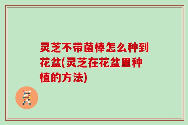 灵芝不带菌棒怎么种到花盆(灵芝在花盆里种植的方法)