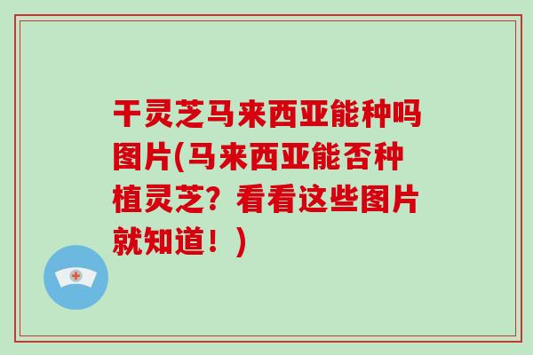 干灵芝马来西亚能种吗图片(马来西亚能否种植灵芝？看看这些图片就知道！)
