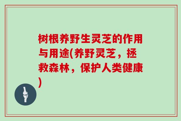 树根养野生灵芝的作用与用途(养野灵芝，拯救森林，保护人类健康)