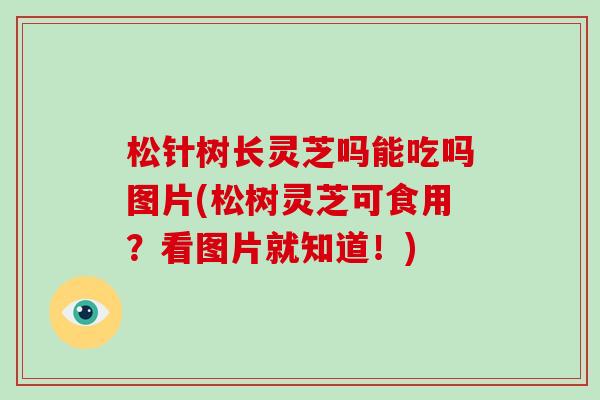 松针树长灵芝吗能吃吗图片(松树灵芝可食用？看图片就知道！)