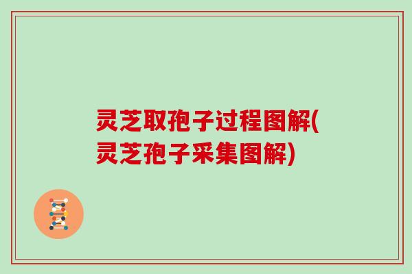 灵芝取孢子过程图解(灵芝孢子采集图解)