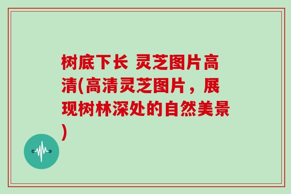 树底下长 灵芝图片高清(高清灵芝图片，展现树林深处的自然美景)