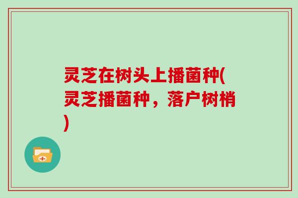 灵芝在树头上播菌种(灵芝播菌种，落户树梢)