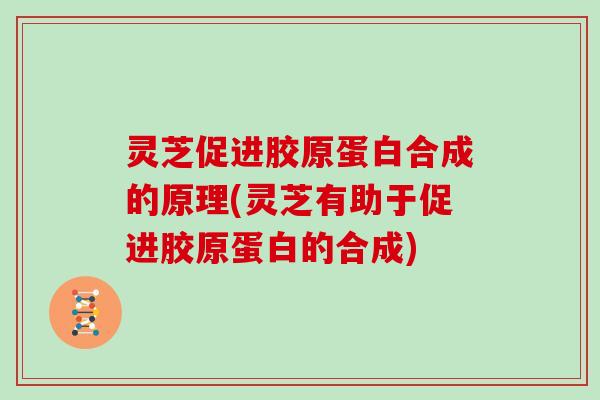 灵芝促进胶原蛋白合成的原理(灵芝有助于促进胶原蛋白的合成)