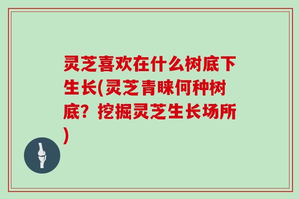 灵芝喜欢在什么树底下生长(灵芝青睐何种树底？挖掘灵芝生长场所)