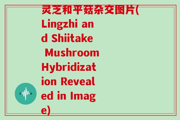 灵芝和平菇杂交图片(Lingzhi and Shiitake Mushroom Hybridization Revealed in Image)