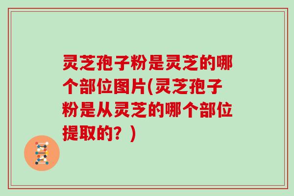 灵芝孢子粉是灵芝的哪个部位图片(灵芝孢子粉是从灵芝的哪个部位提取的？)
